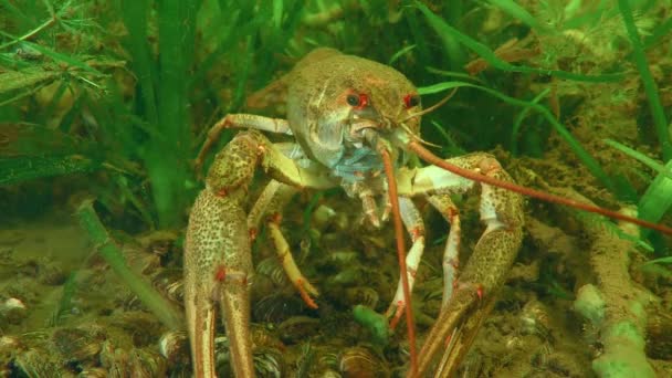 Les écrevisses européennes parmi les plantes aquatiques vertes. — Video