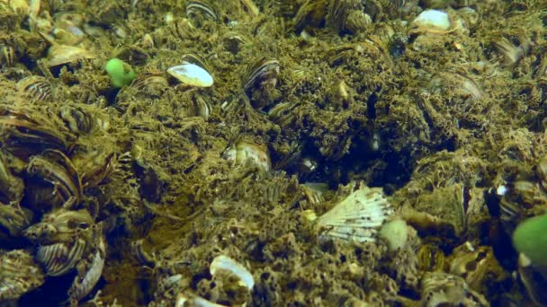 Racer goby eller Goad goby på flodbädden. — Stockvideo