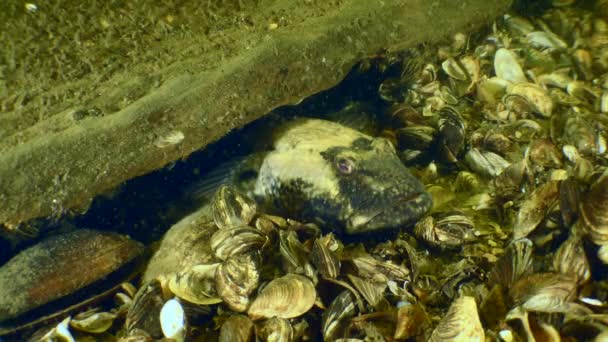 Habitantes acuáticos en un yacimiento arqueológico submarino en el río Dniéper. — Vídeos de Stock