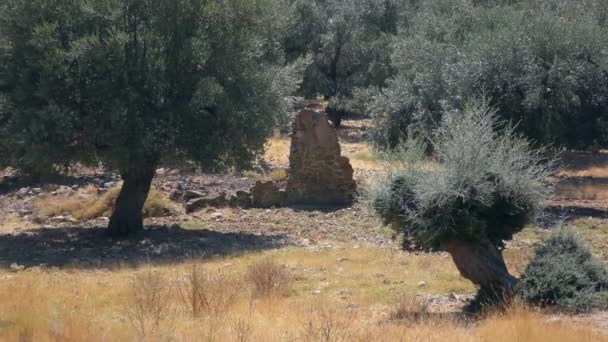 Fragment van de muur van een oud huis tussen de olijfbomen, langzame zoom. Europa, Griekenland. — Stockvideo