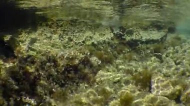 Şnorkelleme: kamera kayalarla kaplı yosunlar arasında sığ sularda hareket eder.