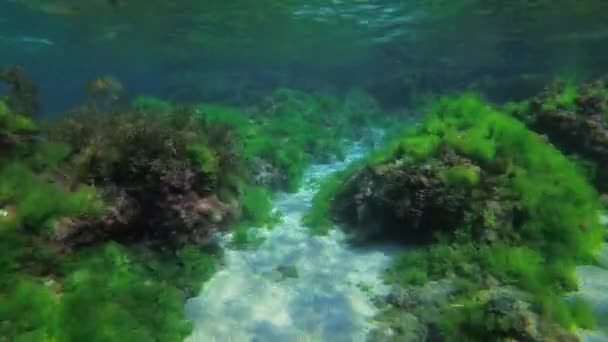 La cámara se mueve sobre un paisaje rocoso submarino con numerosos peces y algas. — Vídeo de stock