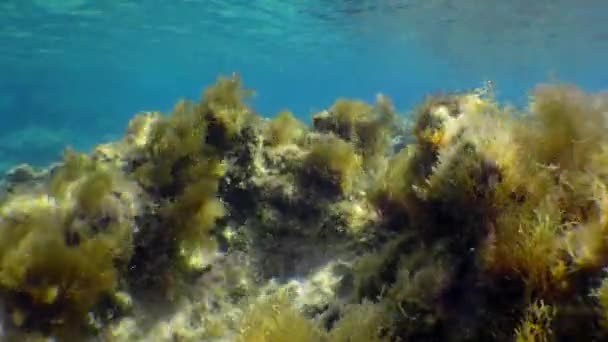 Escape subaquático: Alga Parda (Cystoseira mediterranea) oscila nos raios de luz solar. — Vídeo de Stock