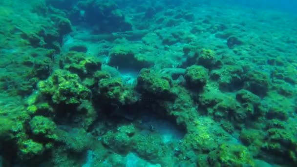 바다 오염: 부두 근처 해저에 있는 자동차 타이어. — 비디오