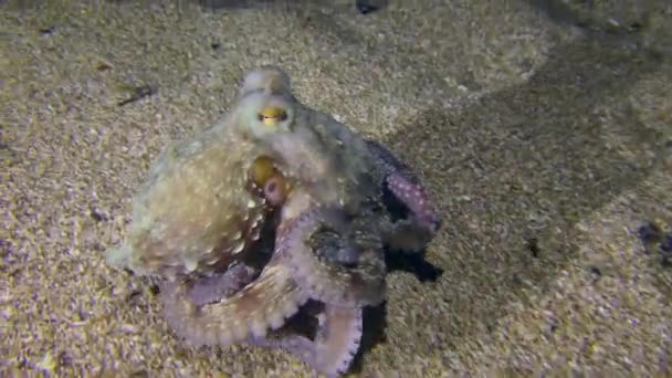 Contaminación del mar: un pulpo se arrastra por el fondo del mar y se acuesta en el fondo cerca de un trozo de tela que yace en el suelo. — Vídeos de Stock