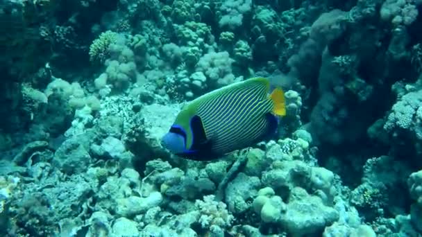 Empereur Angelfish cherche de la nourriture sur un récif corallien. — Video