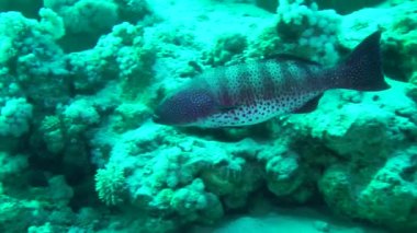 Bir mercan resifinin arka planında Büyük Leopar Grupçusu.