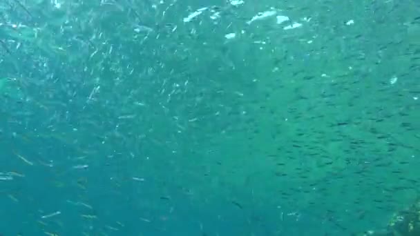 Ein großer Schwarm kleiner Fische in der Wassersäule. — Stockvideo