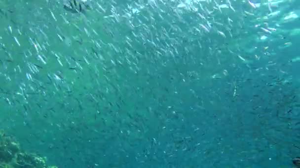 Αρκετά μεγάλα ψάρια επιλοχία τεμαχίζουν το πυκνό σχολείο Hardyhead Silverside. — Αρχείο Βίντεο