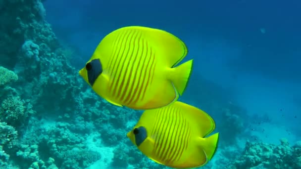 Ένα ζευγάρι φωτεινό κίτρινο butterflyfish στο φόντο της στήλης του νερού. — Αρχείο Βίντεο