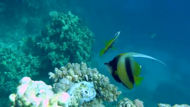 산호초를 배경으로 하는 홍해 배너 피시. — 비디오