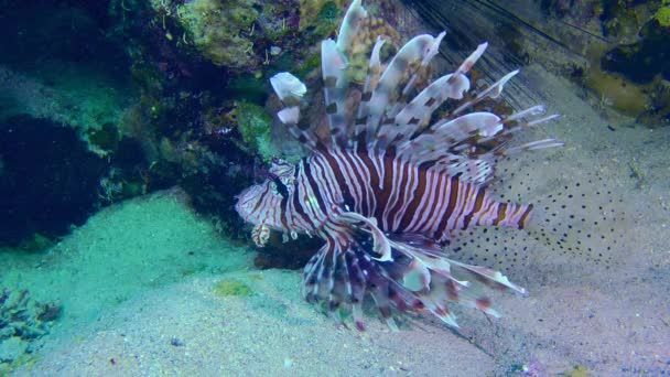 Pez león común en el fondo del arrecife de coral. — Vídeos de Stock