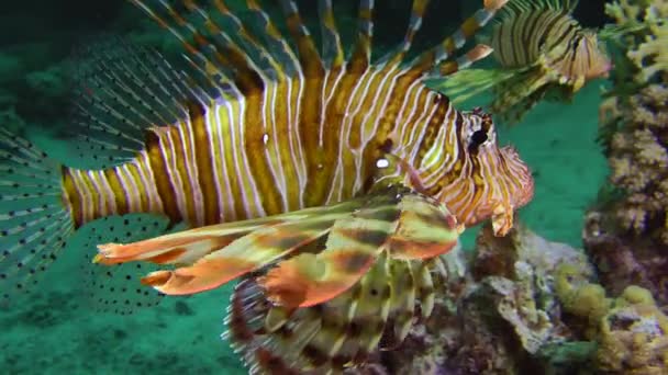 Common Lionfish on the backdrop of coral reef. — Stock Video