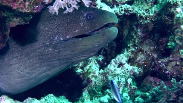 Morena gigante en el fondo del mar. — Vídeo de stock