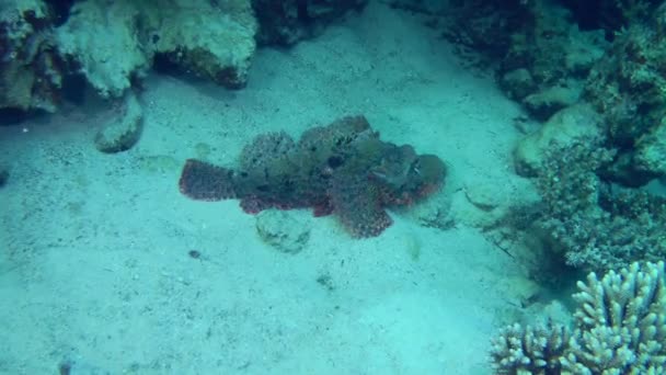 Scorpionfish stożkowate na dnie morza. — Wideo stockowe