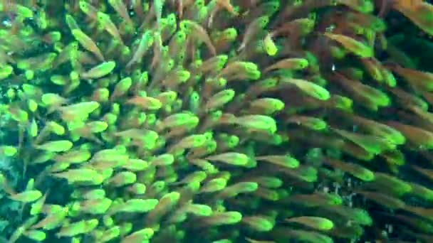 Fische in einem riesigen Schwarm von Pigmy Sweeper. — Stockvideo