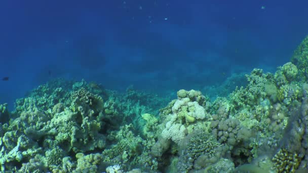Mercan resifinin arka planına karşı zarif unicornfish. — Stok video