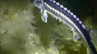 Bir Azov-Karadeniz mersin balığı alglerle kaplı bir taban üzerinde.
