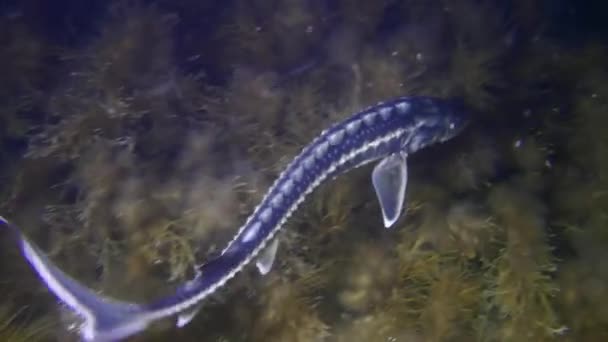 A Danube sturgeon over an algae-covered bottom. — Stock Video