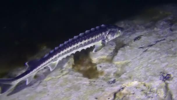 A Persian sturgeon swims over an algae-covered seabed. — Stock Video