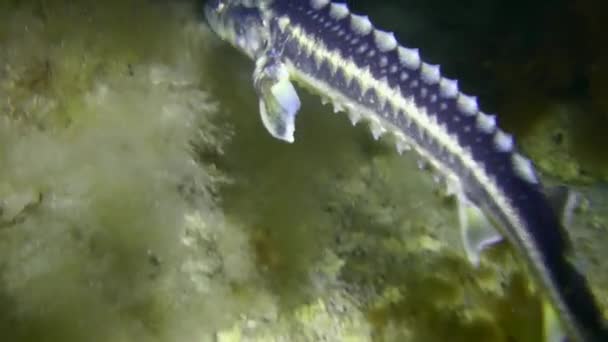 A Azov-Black sea sturgeon over an algae-covered bottom. — Stock Video