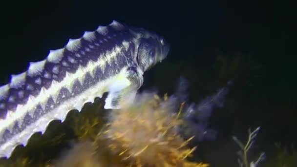 Un esturgeon diamanté au-dessus d'un plan de nuit couvert d'algues. — Video