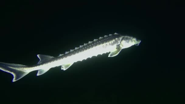 Egy perzsa tokhal egy alga borította tengerfenék éjszakai lövés felett.. — Stock videók
