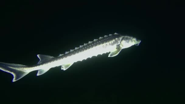 Uno storione persiano su un fondale marino coperto di alghe. — Video Stock