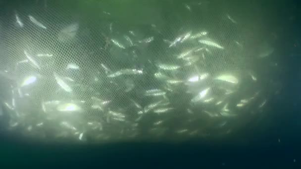 Poisson à l'intérieur d'un filet de pêche commercial, tir à l'extérieur. — Video