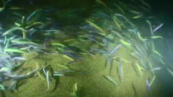 Schießen in einem Fischernetz. — Stockvideo