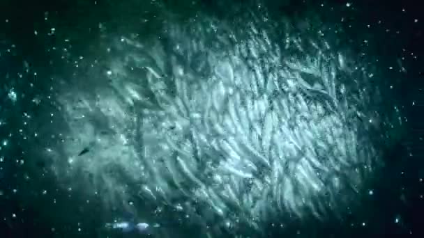 Риба всередині комерційної рибальської мережі . — стокове відео