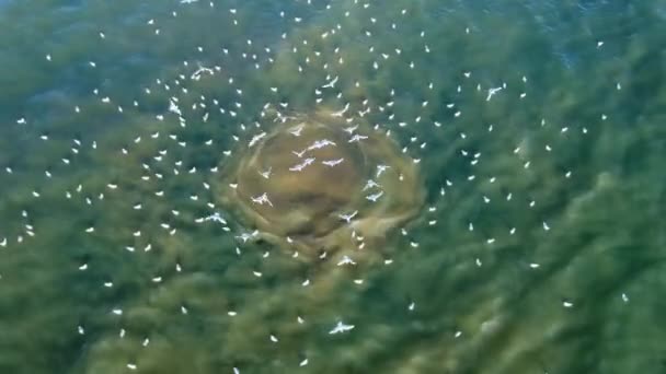 浅い海の水における下水の排出. — ストック動画