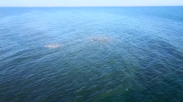 Descarga de aguas residuales en el mar . — Vídeos de Stock