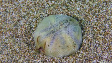 Ortak kalp kestanesi kumlu deniz tabanına gömülür..