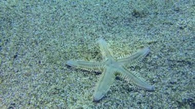 Kumlu bir deniz tabanında kum denizyıldızı.
