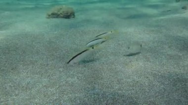 Bazı balık türlerinin karşılıklı ortak yaşamı.