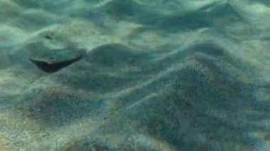 Kumlu deniz tabanında Büyük Gözlü Flounder.