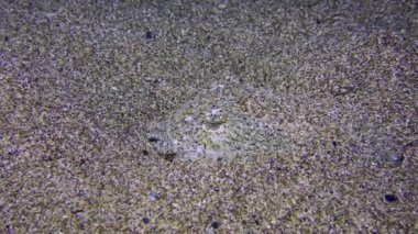 Kumlu zeminde sıradan mürekkep balığı.