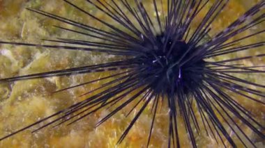 Siyah uzun omurgalı deniz kestanesi kayalık bir deniz tabanında.
