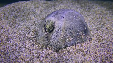 Kumlu zeminde ortak kalp kestanesi.