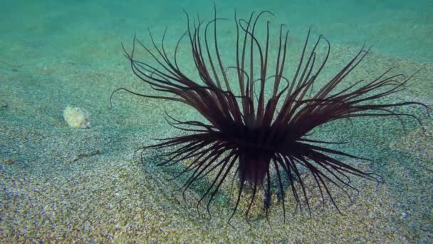 Lila färgad anemon på botten av havet. — Stockvideo