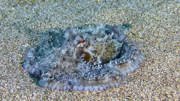 Octopus บนพื้นทราย . — วีดีโอสต็อก