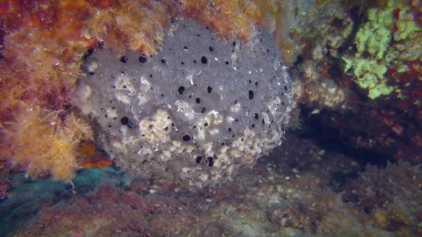 Éponge de bain sur un rocher sous-marin. — Video