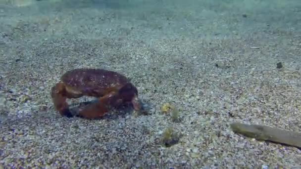 Cangrejo de huevo rosado en el fondo marino arenoso. — Vídeos de Stock