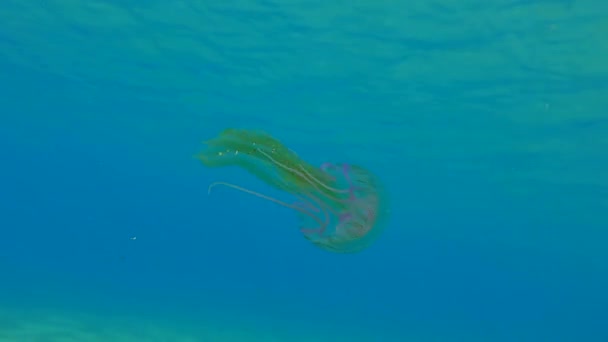 Gelatina velenosa nella colonna d'acqua. — Video Stock