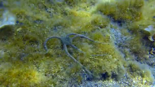 Brittle Star no fundo coberto de algas. — Vídeo de Stock