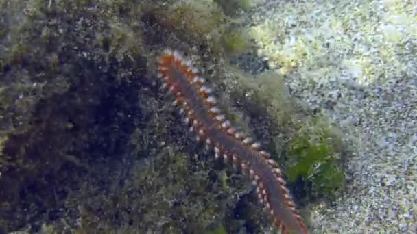 Gebaarde vuurworm op een zeebodem. — Stockvideo