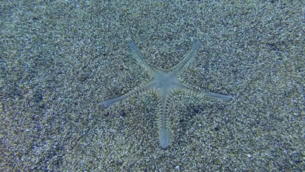 Sandy starfish enterra em um fundo arenoso. — Vídeo de Stock
