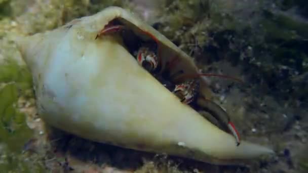 Crabe-soldat sur un fond sablonneux. — Video