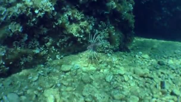 Peixe zebra no mar Mediterrâneo. — Vídeo de Stock
